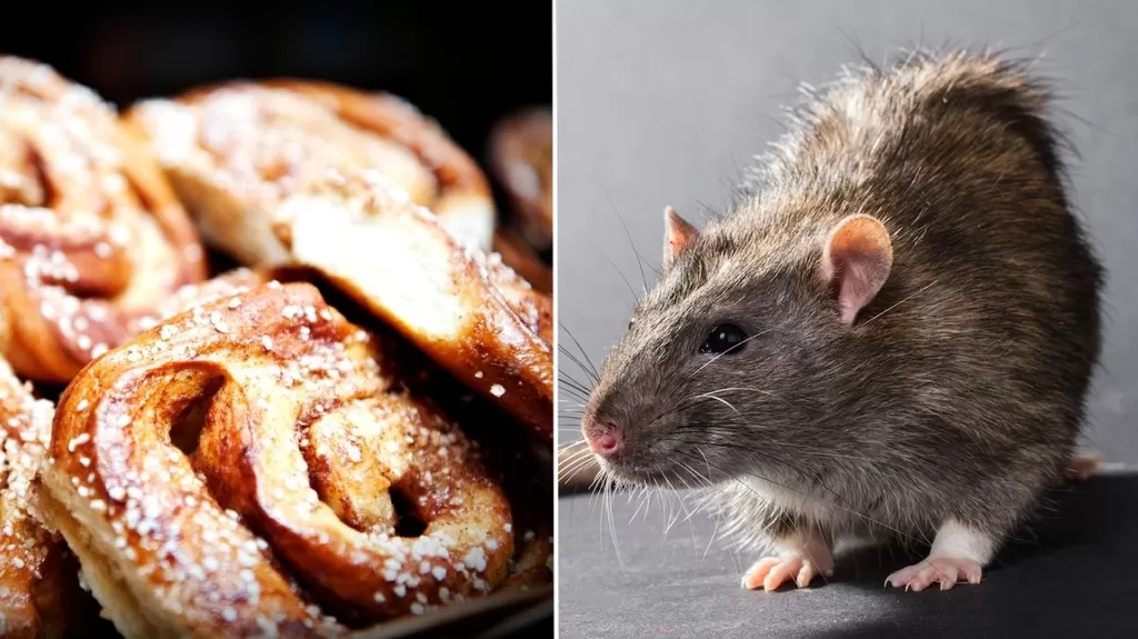 The bakery had to close emergency – traces of rats